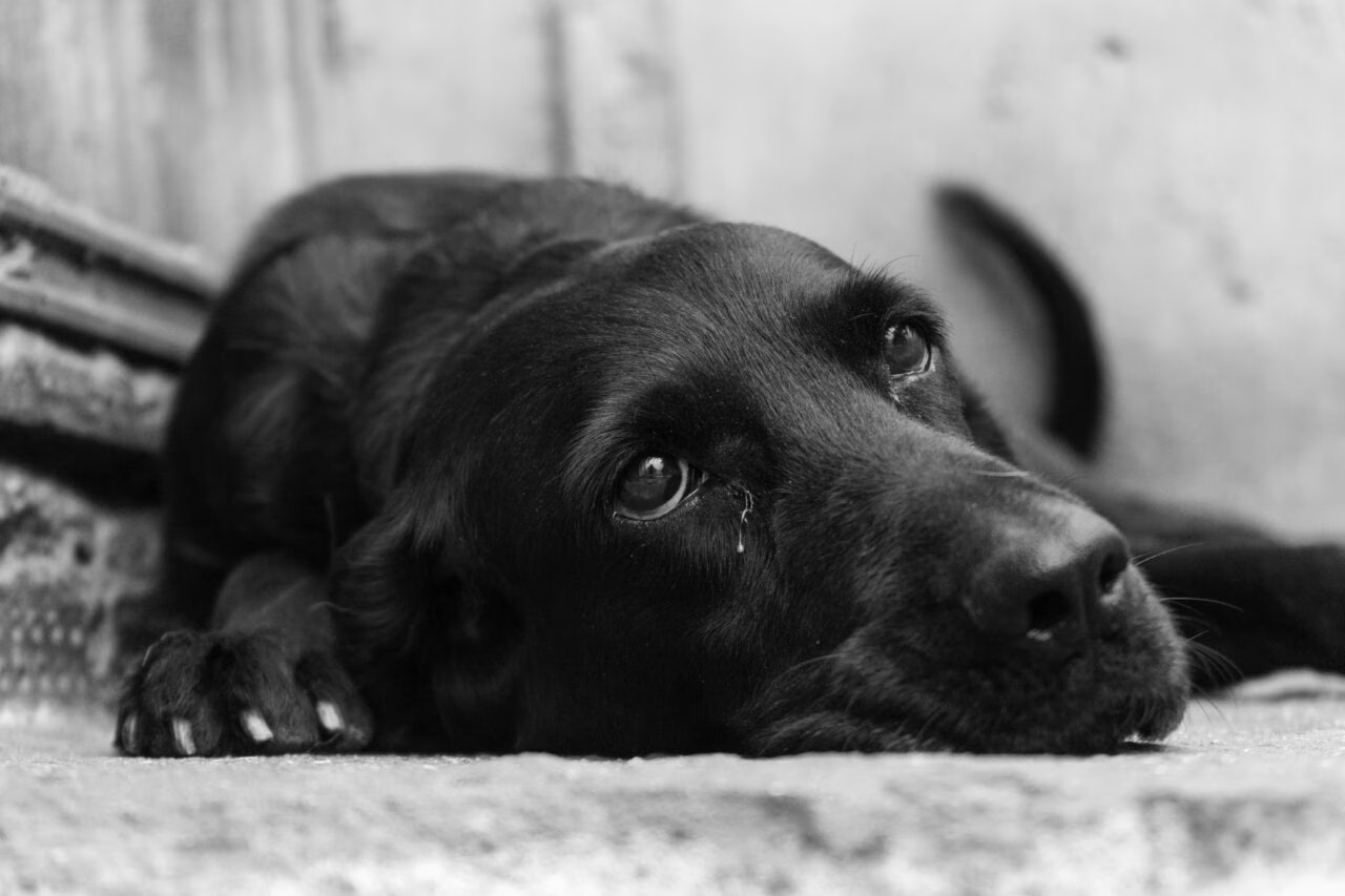 Senado Analisa Proposta de Estatuto para Cães e Gatos com Medidas Rigorosas