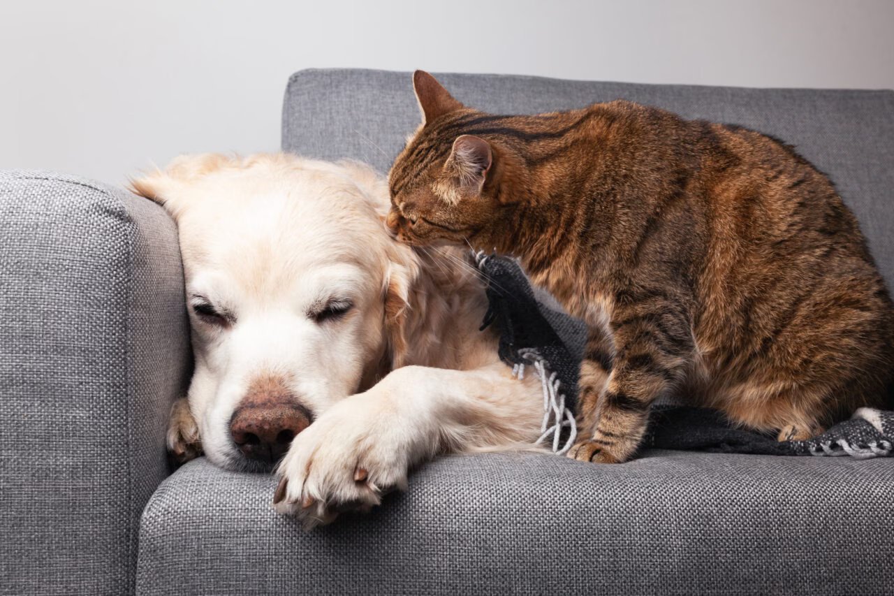 Sinais de Tédio em Animais de Estimação: O Que Observar