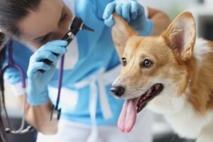 Eficácia de Protocolos de Tratamento para Otite Canina em Estudo Nórdico