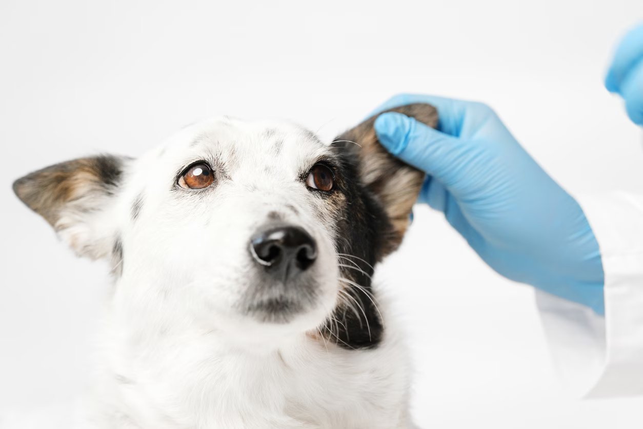 Amostras de Pelo: Um Novo Caminho para Diagnóstico da Leishmaniose Canina