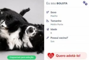 Iniciativa no Interior de São Paulo Conecta Animais Resgatados a Novos Lares