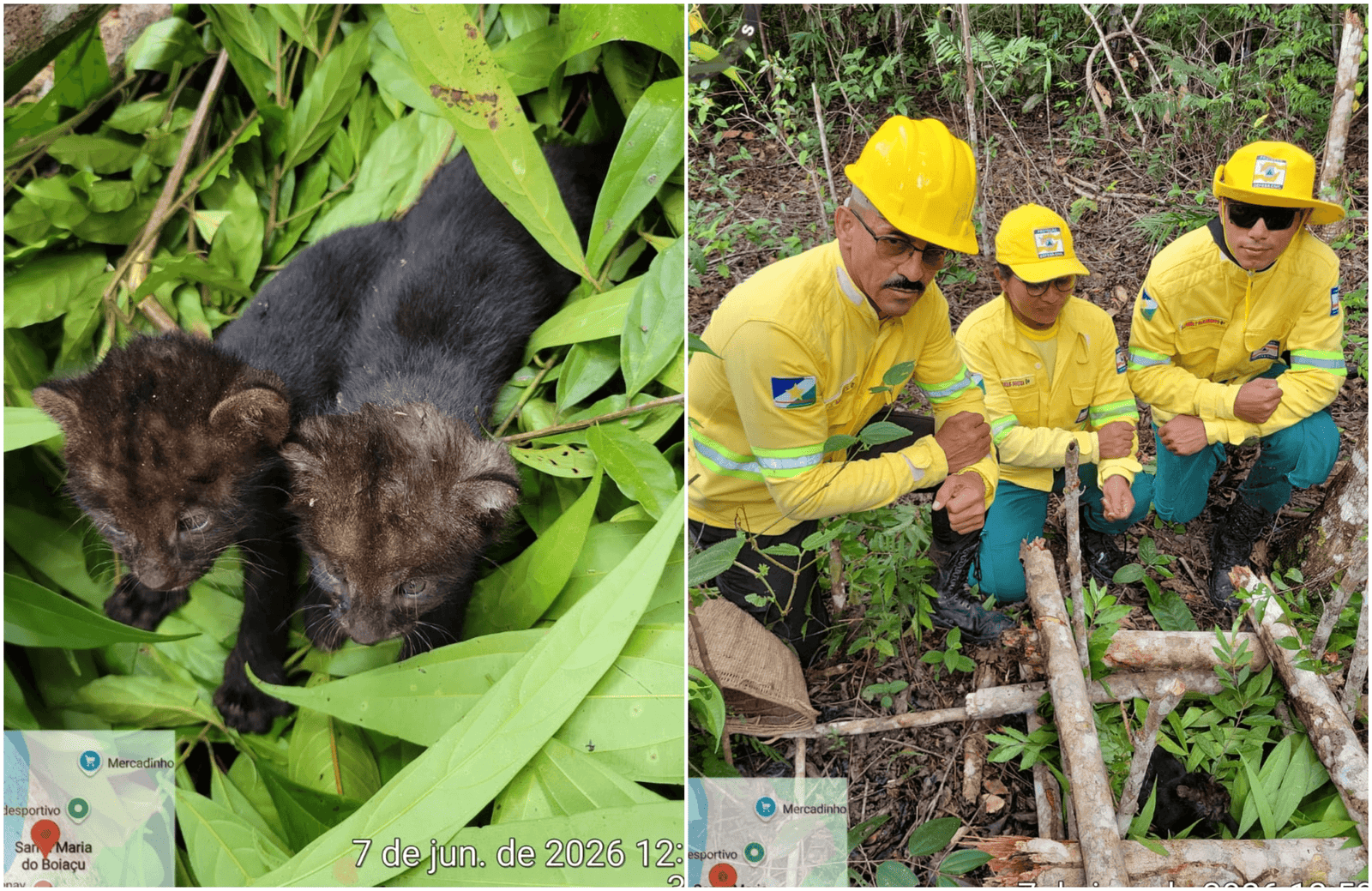 Resgate de Filhotes de Gato-Mourisco em Roraima: Uma História de Esperança