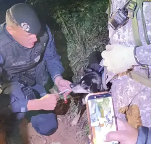 Cachorrinha Leal Acompanhou Corpo de Idoso por Oito Dias em Mata de SP