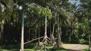 Paxiúba: A Palmeira Andante da Amazônia e Seu Papel Crucial na Floresta