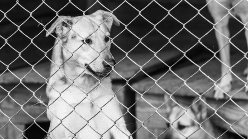 Lei Orelha: Novas Medidas Contra Maus-Tratos a Animais Avançam na Assembleia Legislativa