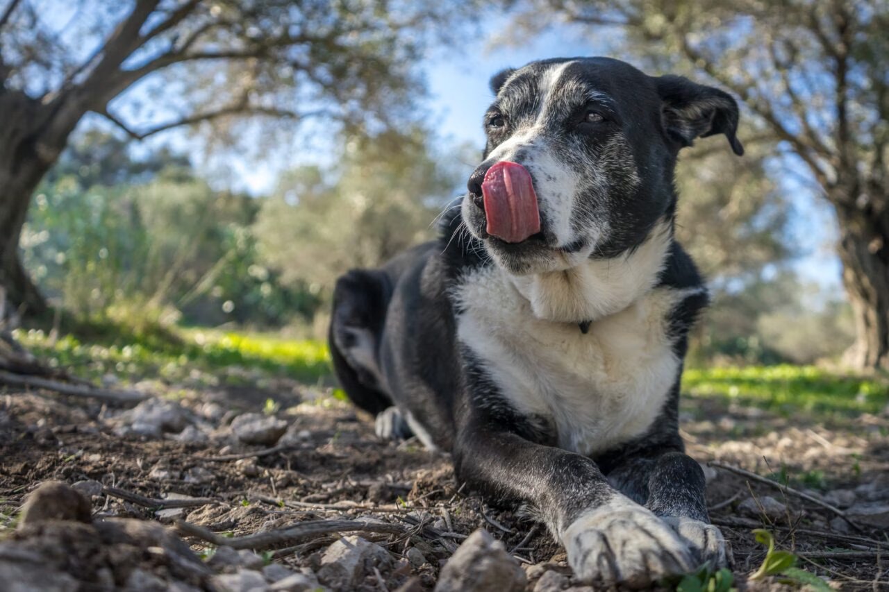 A Variedade do Envelhecimento Canino: Fatores que Influenciam a Longevidade