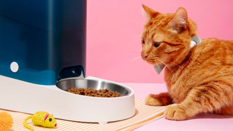 A Importância da Alimentação em Cães e Gatos: Sinais de Alerta para Doenças