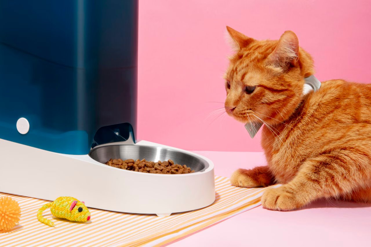 A Importância da Alimentação em Cães e Gatos: Sinais de Alerta para Doenças