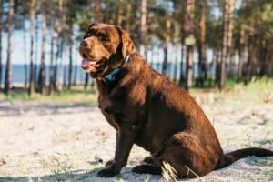 Junho Vermelho Pet: Iniciativa da Special Dog Company Fomenta Doação de Sangue Veterinário