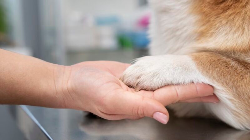 Sorocaba Implementa Programa de Assistência e Cremação Gratuita para Animais de Estimação