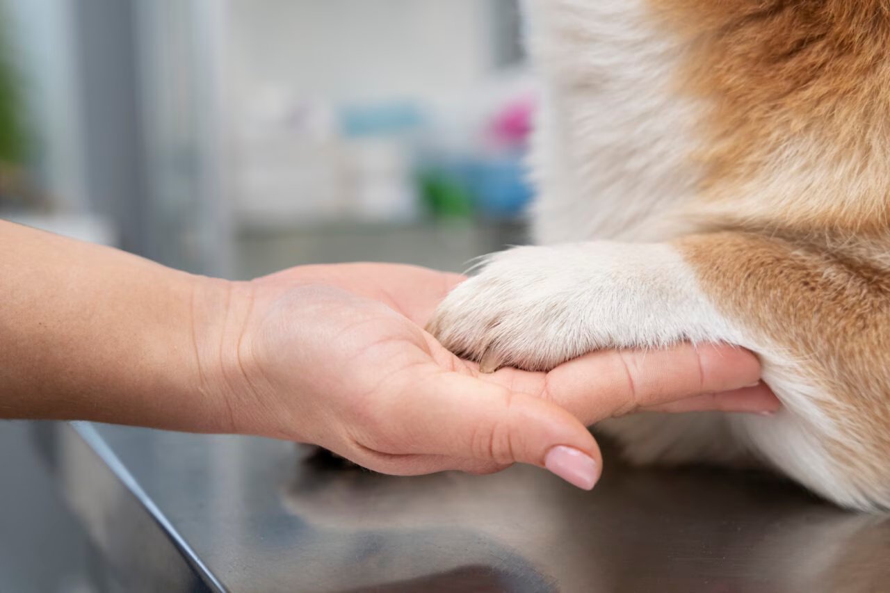 Sorocaba Implementa Programa de Assistência e Cremação Gratuita para Animais de Estimação