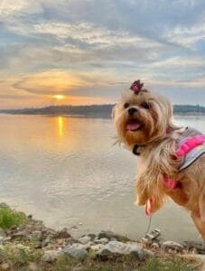 Nova Lei em Rondônia Permite Sepultamento de Pets ao Lado de Seus Tutores