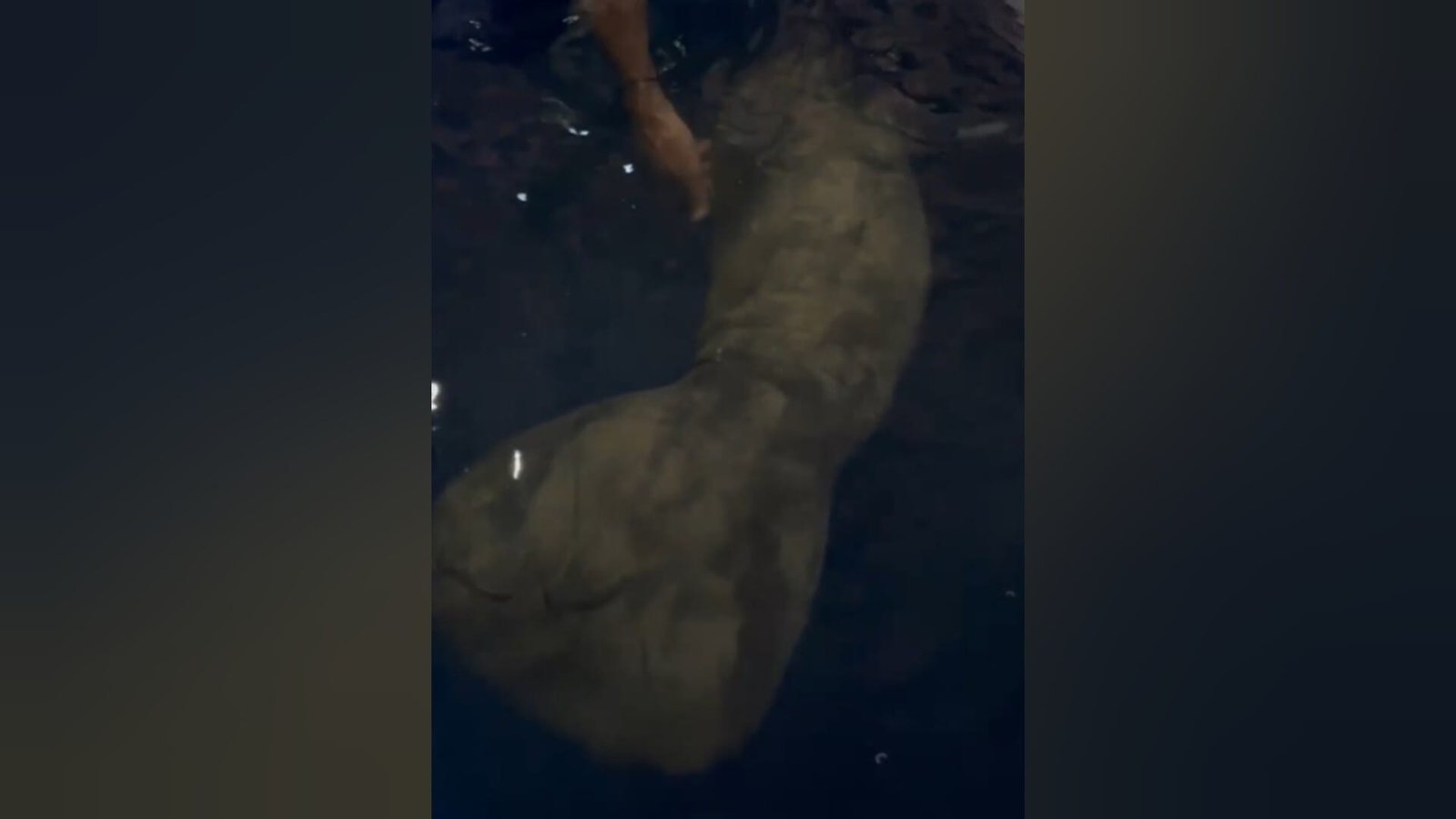 Resgate de Filhote de Peixe-Boi em Óbidos: Uma Ação de Proteção à Fauna