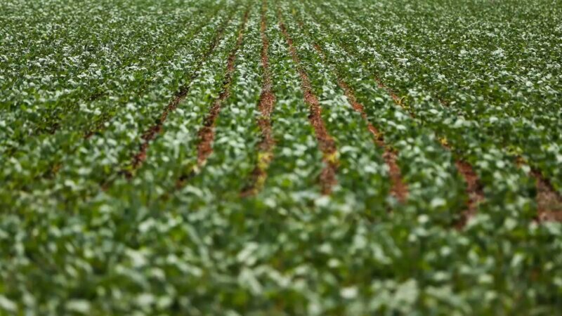 Negociações sobre Dívidas Rurais Entre Governo e Agropecuária Não Chegam a Acordo