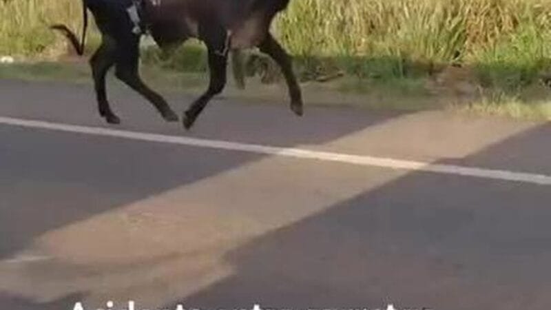 Colisão entre Carretas Provoca Acidente e Interdição na BR-364 em Rondônia