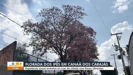 A Florada dos Ipês Transforma Canaã dos Carajás em um Espetáculo de Cores