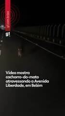 Cachorro-do-mato surpreende motoristas ao atravessar Avenida Liberdade em Belém