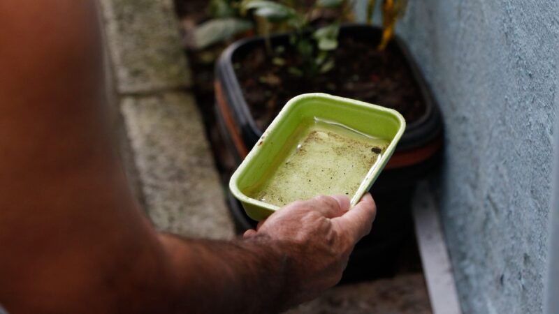 Impactos do El Niño na Saúde Pública: Risco Aumentado de Dengue e Chikungunya no Brasil