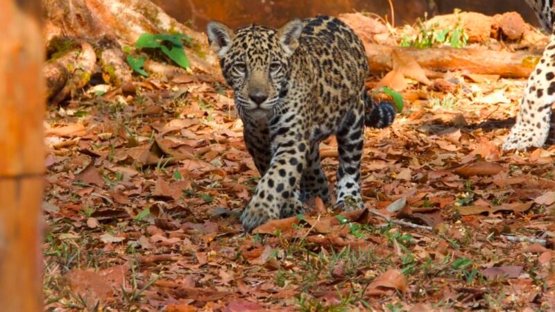 Filhote de Onça-Pintada Xingu é Apresentado ao Público no BioParque Vale Amazônia, no Pará