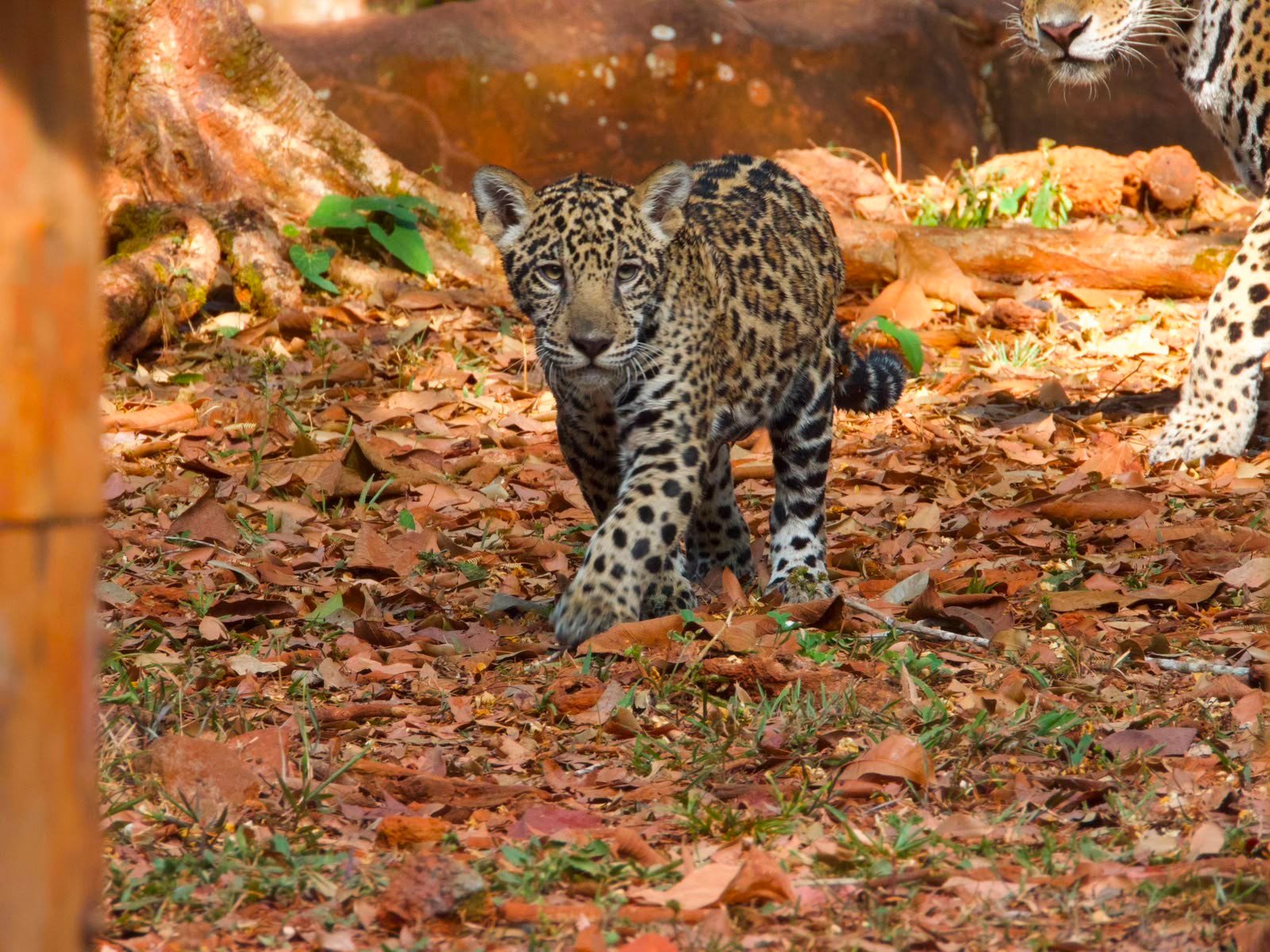 Filhote de Onça-Pintada Xingu é Apresentado ao Público no BioParque Vale Amazônia, no Pará
