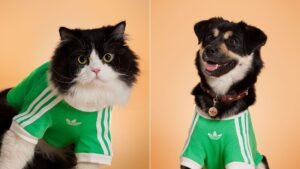 Adidas Originals Apresenta Linha Exclusiva de Moda Pet