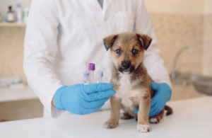 A Importância do Controle Interno na Confiabilidade dos Exames Veterinários