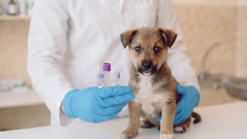 A Importância do Controle Interno na Confiabilidade dos Exames Veterinários