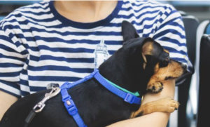 Novas Diretrizes da IATA para Transporte de Animais em Cabines de Aviões
