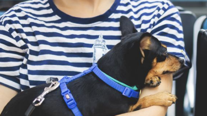 Novas Diretrizes da IATA para Transporte de Animais em Cabines de Aviões