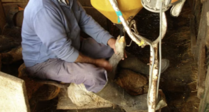 Brasil Proíbe Produção e Venda de Foie Gras por Maus-Tratos a Animais