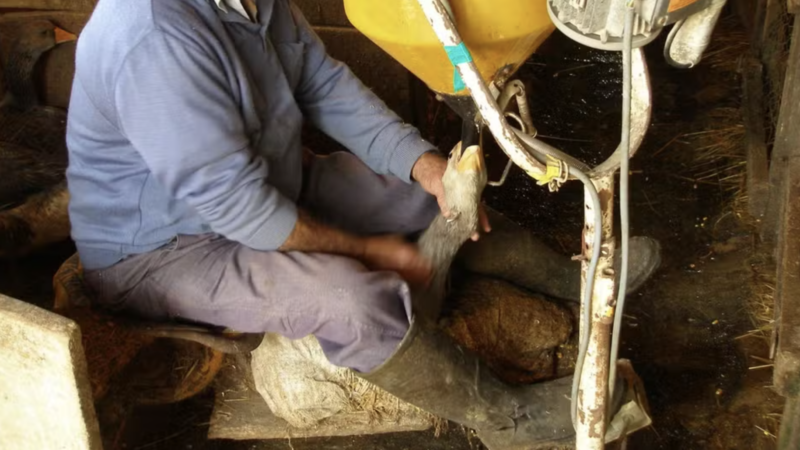 Brasil Proíbe Produção e Venda de Foie Gras por Maus-Tratos a Animais