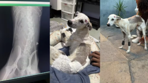 Cadelinha Dandara: De Abandonada a Esperança de Adoção Após Cirurgia Exitosa