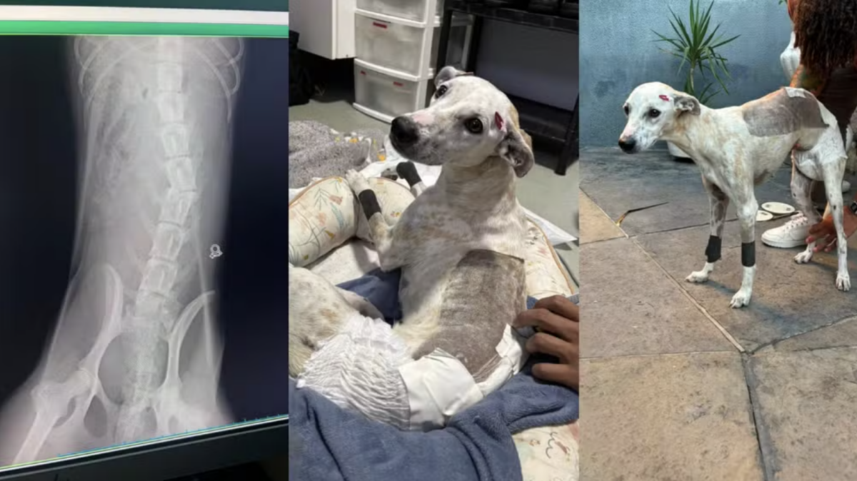 Cadelinha Dandara: De Abandonada a Esperança de Adoção Após Cirurgia Exitosa