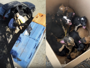 Suspeito é Detido Após Abandono de Filhotes em Estrada de MT