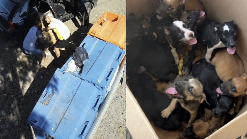 Suspeito é Detido Após Abandono de Filhotes em Estrada de MT