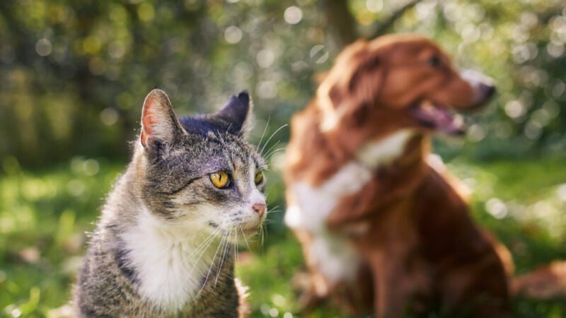 A Importância da Conexão entre Espécies na Transmissão de Zoonoses
