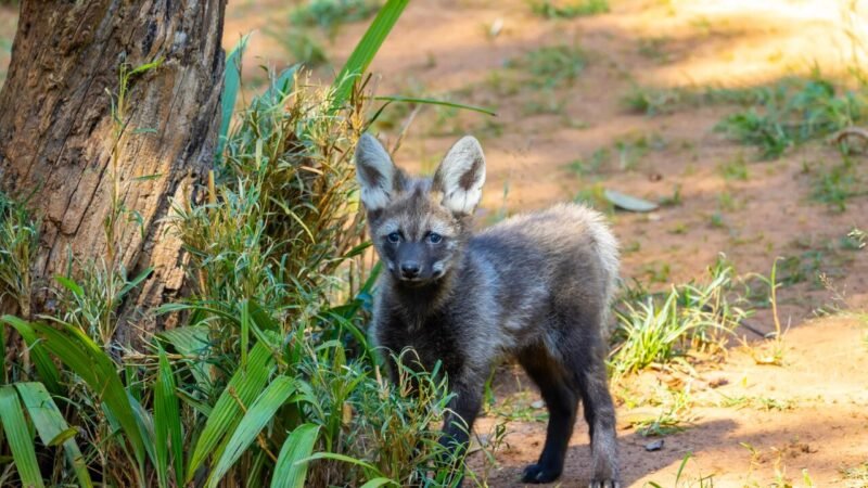 Novos Filhotes de Lobo Guará São Apresentados no Zoo de São Paulo