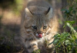 Gato-Palheiro-Pampeano: Uma Espécie à Beira da Extinção com Habitat Reduzido