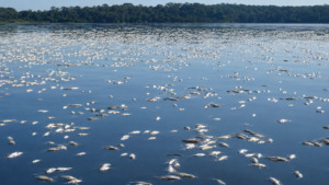 ICMBio Apura Mortalidade de Peixes no Lago do Cuniã em Porto Velho