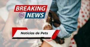 Cachorrinha Giselle Sobrevive a Tragédia na Venezuela e É Resgatada Após Cinco Dias