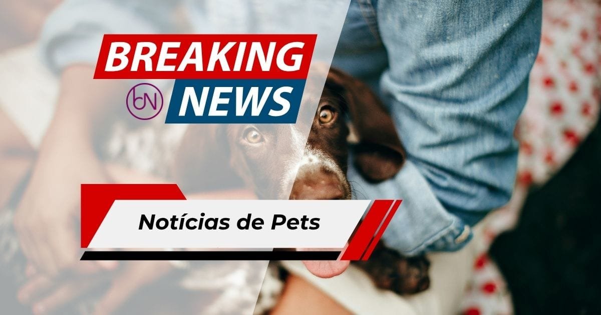 Cachorrinha Giselle Sobrevive a Tragédia na Venezuela e É Resgatada Após Cinco Dias