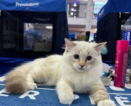 São Caetano do Sul Recebe Exposição Internacional de Gatos com Enfoque no Bem-Estar Animal