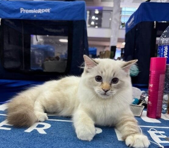 São Caetano do Sul Recebe Exposição Internacional de Gatos com Enfoque no Bem-Estar Animal
