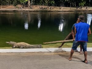 Investigação em Cuiabá: Trio é Acusado de Agredir Jacaré em Parque