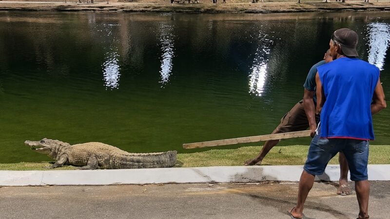 Investigação em Cuiabá: Trio é Acusado de Agredir Jacaré em Parque