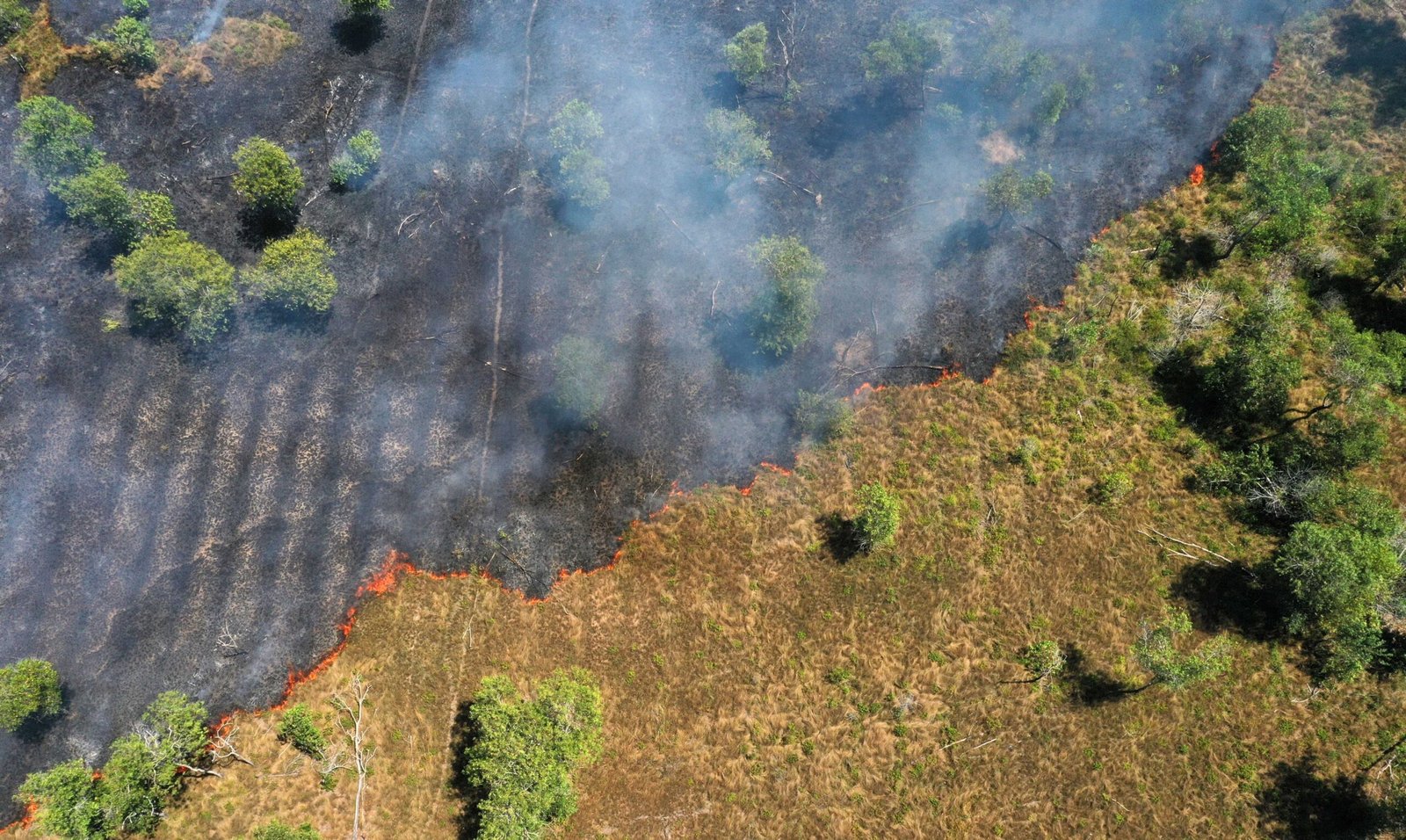 FAS Realiza Mesa-Redonda sobre Desmatamento Zero e Ação Climática na Amazônia