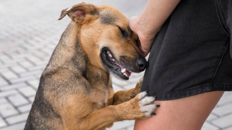 Os Riscos de Subestimar a Saúde dos Cães Vira-Latas e Dicas de Cuidados Essenciais