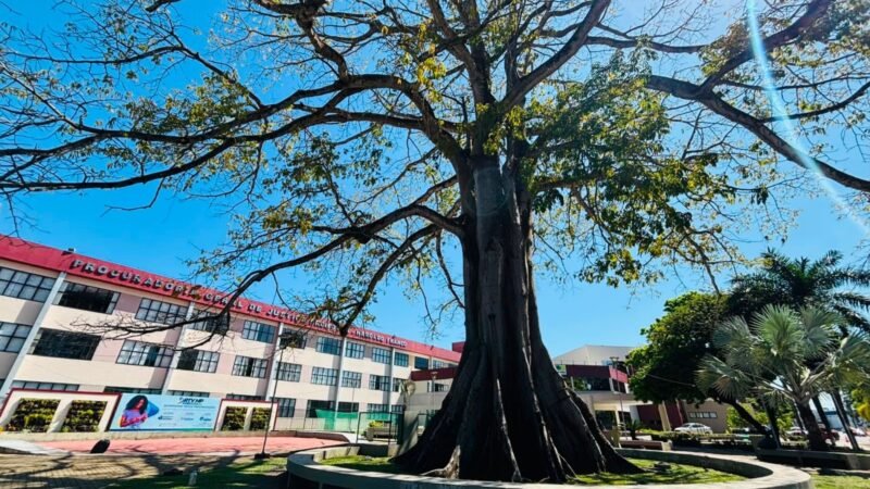 Samaúma Centenária É Reconhecida como Patrimônio em Macapá