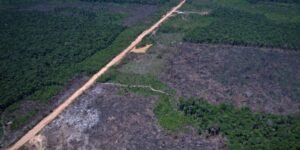 Quinto Leilão do Eco Invest Brasil: Oportunidades para Inovação Sustentável