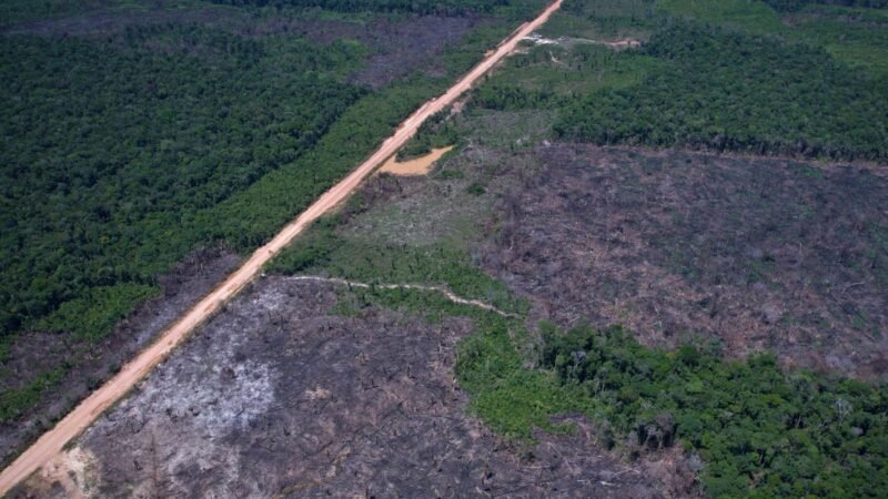 Quinto Leilão do Eco Invest Brasil: Oportunidades para Inovação Sustentável